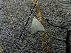 Udea lutealis
