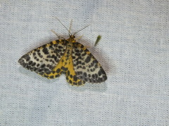 Arichanna melanaria