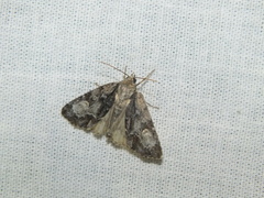 Acronicta strigosa