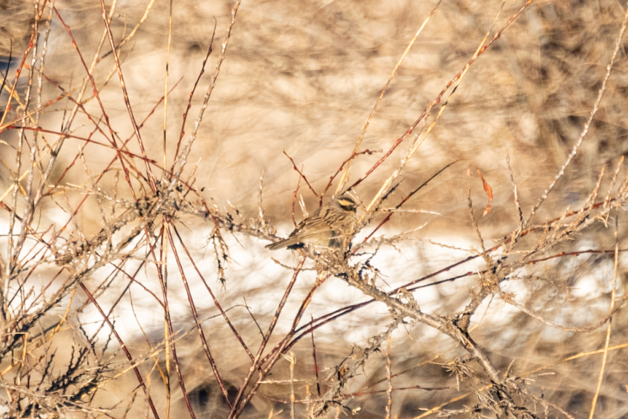 Black-throated Accentor