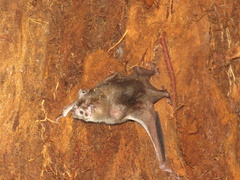 Desmodontinae