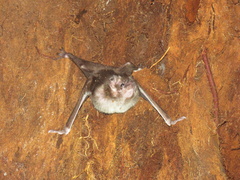 Desmodontinae