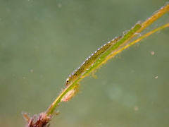 Gobiesocidae