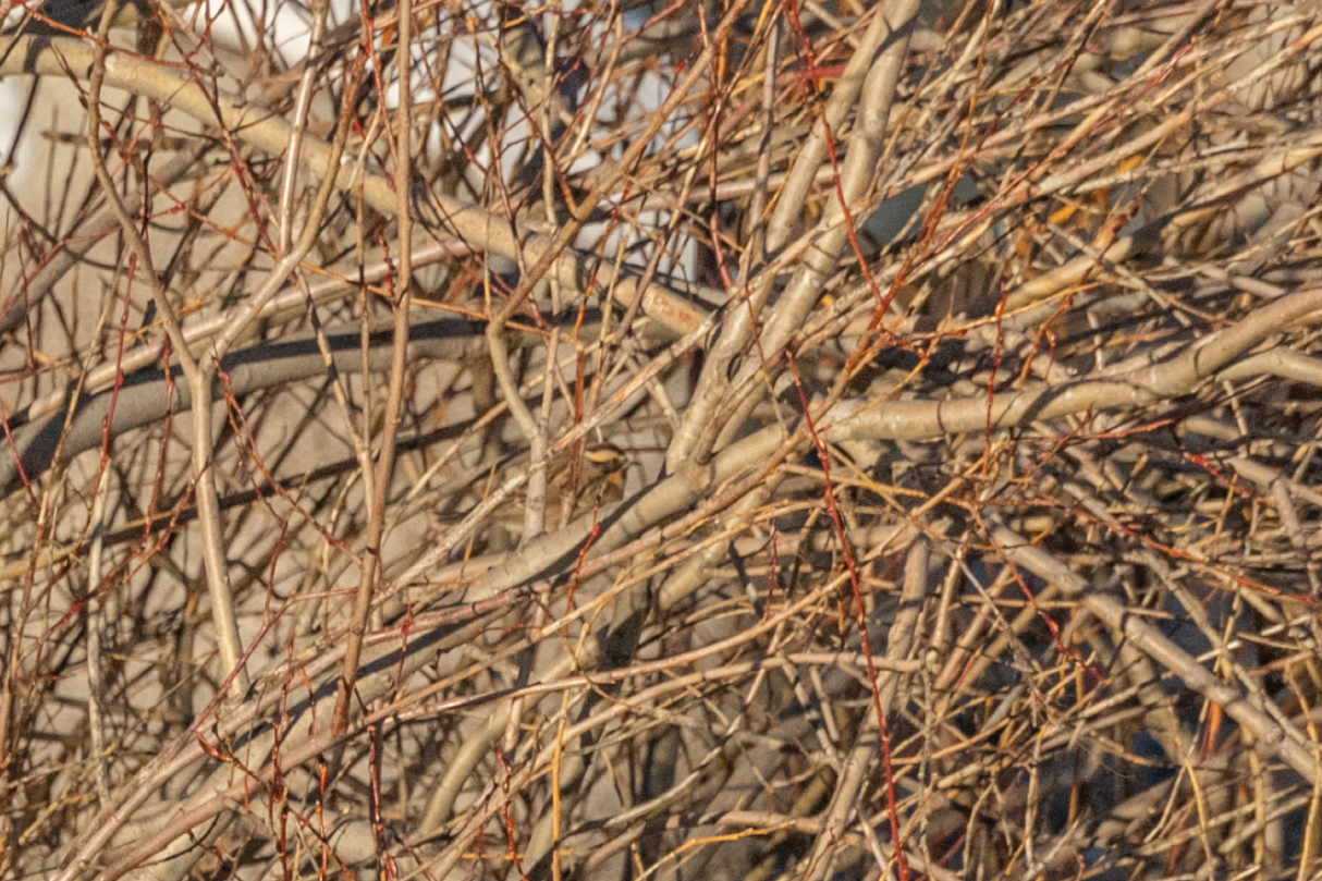 Black-throated Accentor