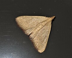 Hypsopygia albidalis