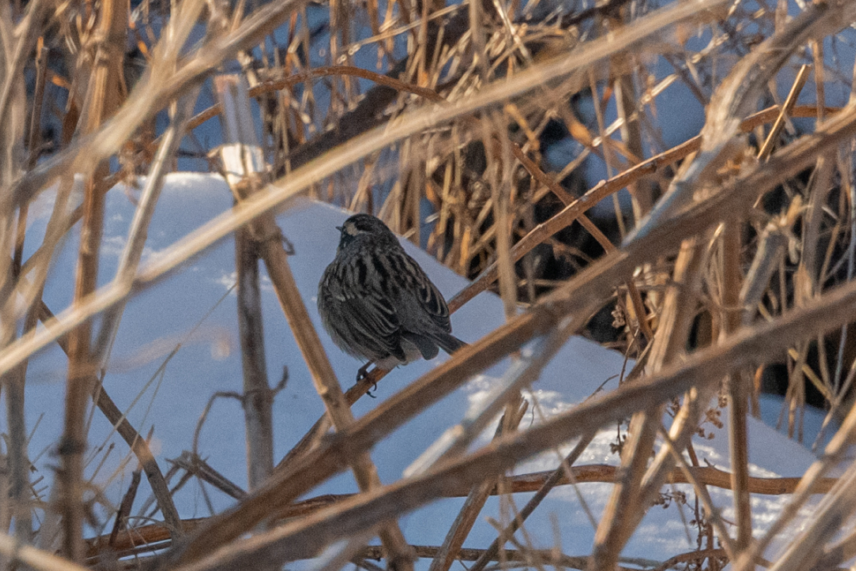 Black-throated Accentor