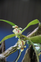 Pteroceras fragrans