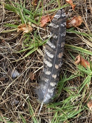 Podargus strigoides brachypterus