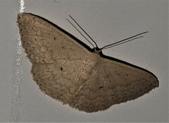 Scopula optivata