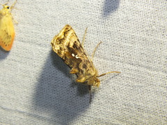 Autographa pulchrina