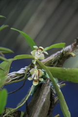 Pteroceras fragrans