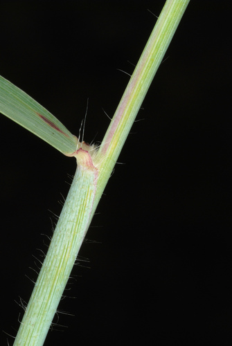 Melinis repens