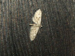 Eupithecia vulgata