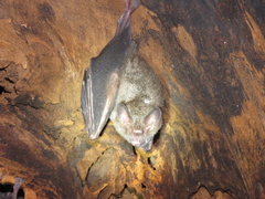 Trachops cirrhosus