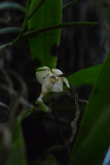 Pteroceras fragrans