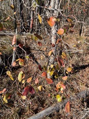 Vaccinium arboreum