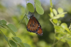 Danaus eresimus montezuma