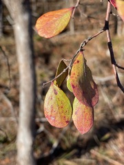 Vaccinium arboreum