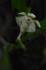 Pteroceras fragrans