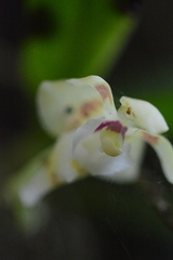 Pteroceras fragrans