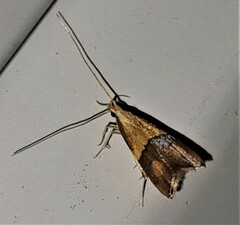 Crocanthes prasinopis