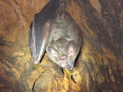 Trachops cirrhosus