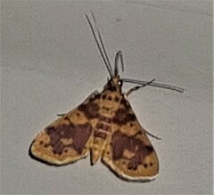Conogethes haemactalis