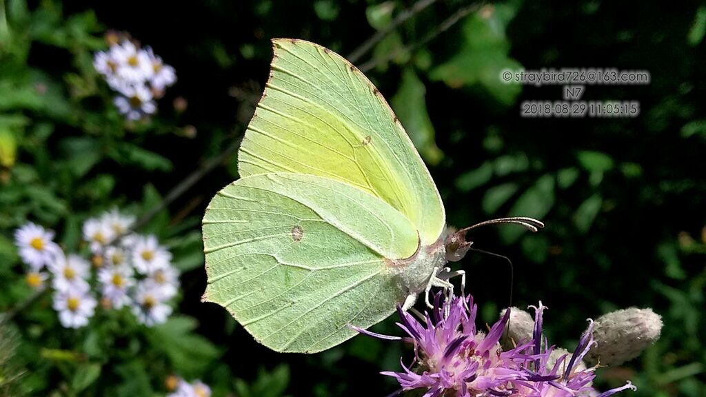 Gonepteryx maxima