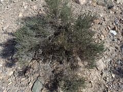 Hammada articulata