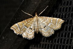 Musotima ochropteralis