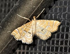 Musotima ochropteralis