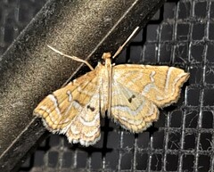 Musotima ochropteralis
