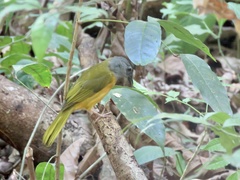 Eucometis penicillata