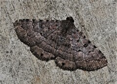 Diatenes aglossoides