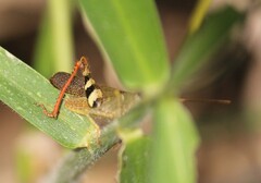 Catantopinae