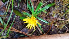 Hypochaeris sessiliflora