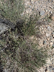 Hammada articulata