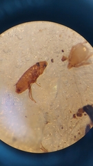 Palaeopsylla soricis