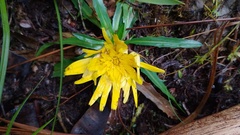 Hypochaeris sessiliflora