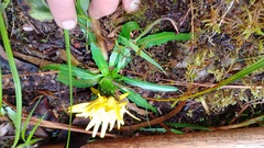 Hypochaeris sessiliflora
