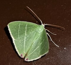 Urolitha bipunctifera