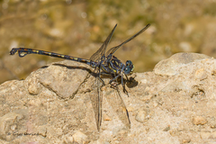 Ceratogomphus triceraticus