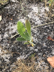 Banksia ornata