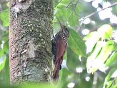 Xiphorhynchus lachrymosus