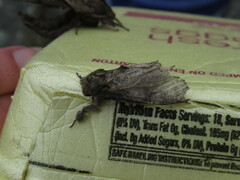 Peridea basitriens