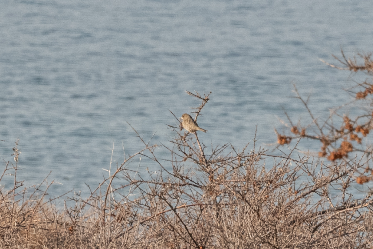 Red-mantled Rosefinch