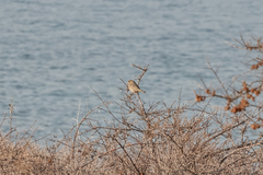Carpodacus rhodochlamys