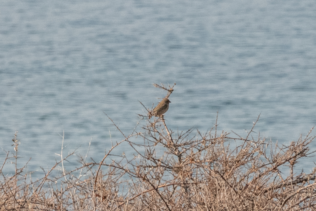 Red-mantled Rosefinch