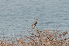 Carpodacus rhodochlamys