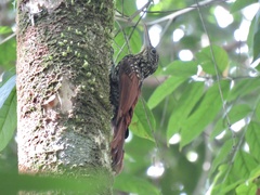 Xiphorhynchus lachrymosus